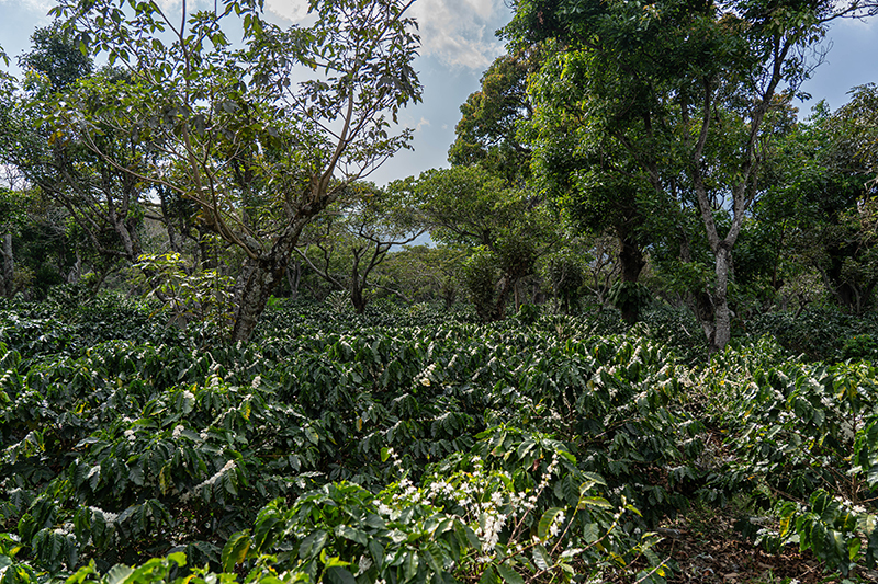 Apaneca - El Salvador Sobre la región