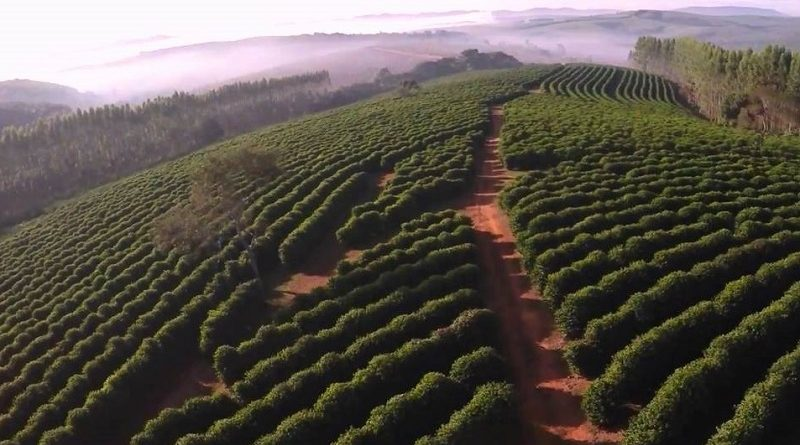 Catucaí - Brasil Sobre la región
